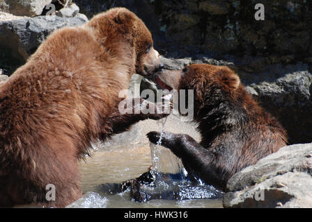 Paar Grizzly Bären spielen kämpfen in einem seichten Fluss des Wassers. Stockfoto