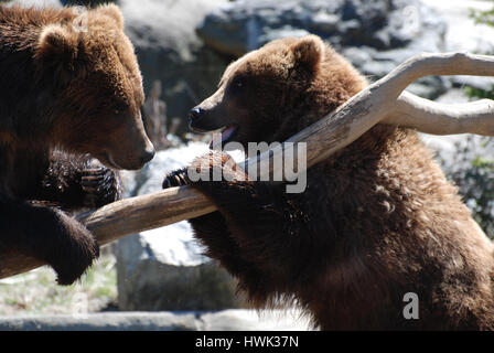 Paar Grizzly Bären plant Gefecht beim Aufstehen auf einem Baumstamm. Stockfoto