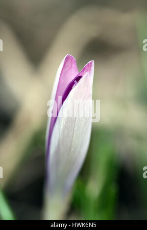Schöne lila Bud von Krokus Blüten im zeitigen Frühjahr. Makro. Stockfoto