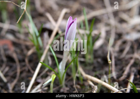 Blühende Knospe einer Crocus wachsenden in das Frühlingstauwetter Stockfoto