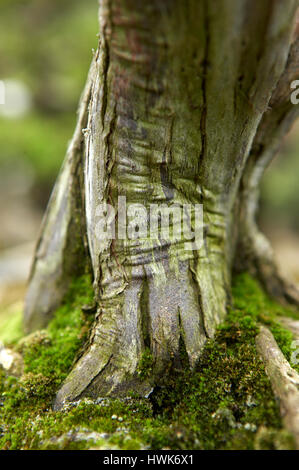 Baumstamm von einem japanischen Bonsai-Baum, umgeben von grünem Moos in einem wunderschönen, romantischen Bonsai-Garten Stockfoto