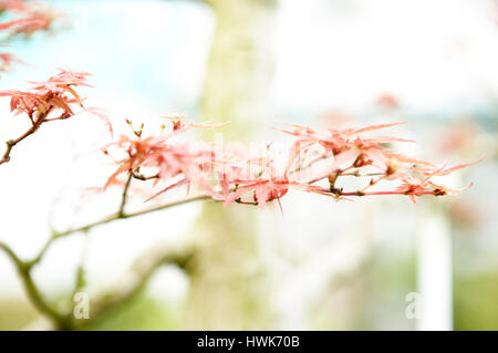 Eine Miniatur Bonsai Ahorn Baum mit Licht durch die rote Blätter Stockfoto