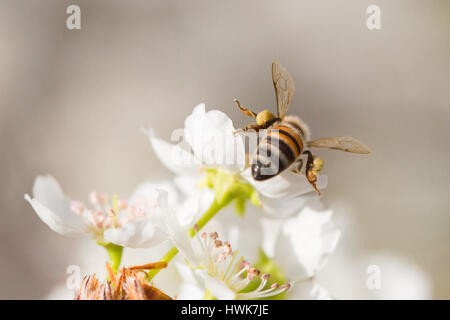 Honigbiene Ernte Pollen von blühenden Baum Knospen. Stockfoto