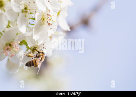 Honigbiene Ernte Pollen von blühenden Baum Knospen. Stockfoto