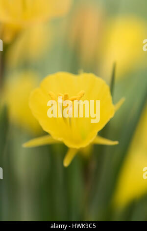 Narcissus Bulbocodium Subspecies Bulbocodium Nivalis. Hoop Petticoat daffodil Stockfoto