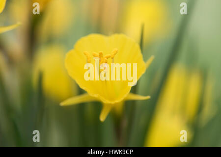 Narcissus Bulbocodium Subspecies Bulbocodium Nivalis. Hoop Petticoat daffodil Stockfoto
