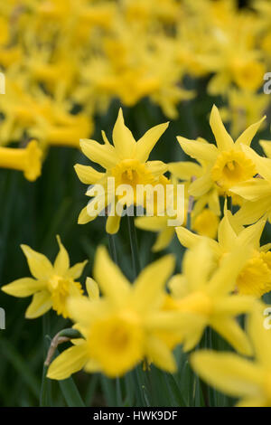 Narcissus "Peeping Tom". Narzissen in eine Blume-Grenze im März. UK Stockfoto