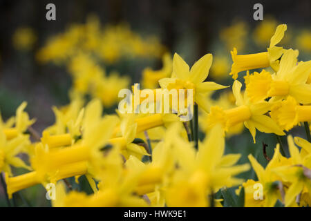 Narcissus "Peeping Tom". Narzissen in eine Blume-Grenze im März. UK Stockfoto