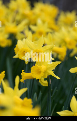 Narcissus "Peeping Tom". Narzissen in eine Blume-Grenze im März. UK Stockfoto