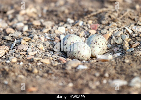Drei Eiern der Stelzenläufer am Boden Stockfoto