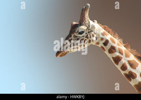 Lustige Yang Giraffe Gesicht isoliert hautnah Stockfoto