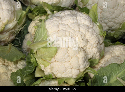 großer weißer Blumenkohl zum Verkauf an die Bio Gemüse Marktstand im winter Stockfoto