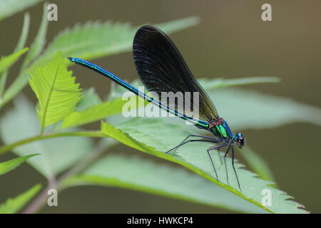 Libelle auf einem Baum Blatt, Sotschi, Russland, 8. August 2012 Stockfoto