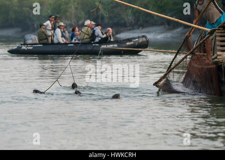 Bangladesch, Sundarbans Nationalpark. Traditionelle Fischerei mit Otter ausgebildet Otter. Gemeinsamen Fischotter (Captive: Lutra Lutra). Touristen im Tierkreis ich Stockfoto