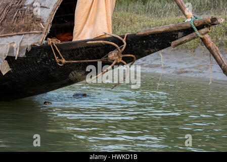 Bangladesch, Sundarbans Nationalpark. Traditionelle Fischerei mit Otter ausgebildet Otter. Diese Methode reicht bis 6. Jahrhundert n. Chr. zurück. Fischotter (Captive: Stockfoto