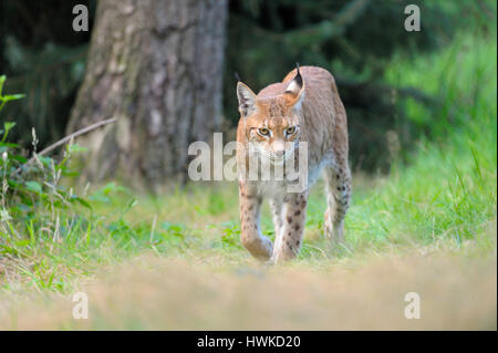 Eurasischer Luchs, august, gefangen, Deutschland, Lynx Lynx, Stockfoto