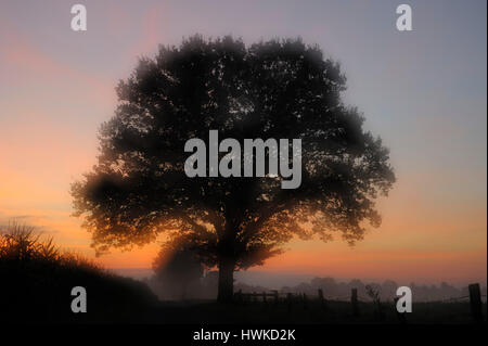 Baum bei Sonnenaufgang, September, Dingdener Heide, Deutschland Stockfoto