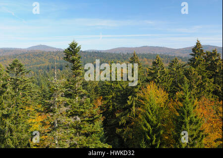 Treetop Walk, Oktober, Nationalpark Bayerischer Wald, Deutschland Stockfoto