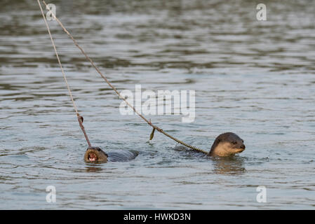 Bangladesch, Sundarbans Nationalpark. Traditionelle Fischerei mit Otter ausgebildet Otter. Diese Methode reicht bis 6. Jahrhundert n. Chr. zurück. Fischotter (Captive: Stockfoto