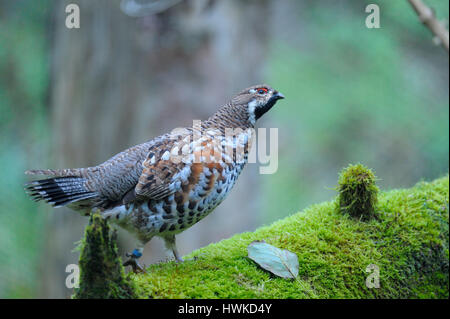 Haselhuhn, Männlich, in Gefangenschaft, Oktober, Nationalpark Bayerischer Wald, Deutschland, Bonasa Bonasia Stockfoto