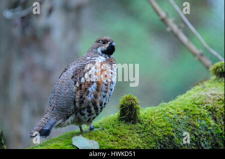 Haselhuhn, Männlich, in Gefangenschaft, Oktober, Nationalpark Bayerischer Wald, Deutschland, Bonasa Bonasia Stockfoto