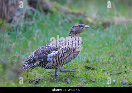 Auerhühner, Weiblich, in Gefangenschaft, Oktober, Nationalpark Bayerischer Wald, Deutschland, at Urogallus Stockfoto