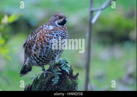 Haselhuhn, Männlich, in Gefangenschaft, Oktober, Nationalpark Bayerischer Wald, Deutschland, Bonasa Bonasia Stockfoto