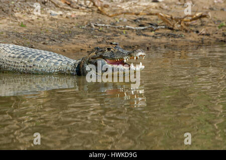 Caiman Yacare, Caiman Yacare, Pantanal, Mato Grosso, Brasilien Stockfoto