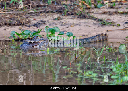 Caiman Yacare, Caiman Yacare, verschlingt einen Wels, Cuiaba River, Pantanal, Mato Grosso, Brasilien Stockfoto