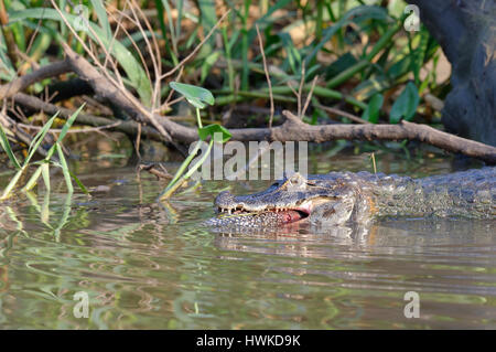 Caiman Yacare, Caiman Yacare, verschlingt einen Wels, Cuiaba River, Pantanal, Mato Grosso, Brasilien Stockfoto