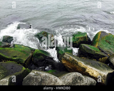 Moosige Felsen am Barnegat Bay Leuchtturm New Jersey Stockfoto