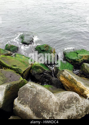 Moosige Felsen am Barnegat Bay Leuchtturm New Jersey Stockfoto