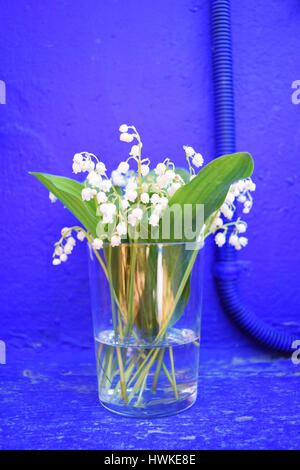 Bouquet von weißen Maiglöckchen blühen mit grünen Blättern in einem transparenten Glas auf blauem Hintergrund Stockfoto