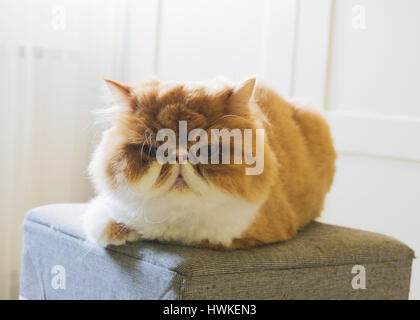 Ingwer-gepflegte Perserkatze, schneiden Haare, mürrische Katze Stockfoto