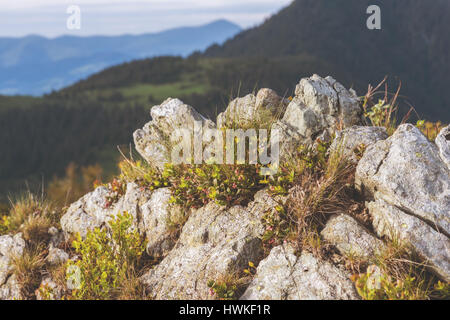Berg-Stein mit frischem Alpenpflanzen am Hang, Natur Hintergrund Stockfoto