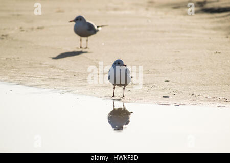 Zwei Möwen stehend auf dem Sandstrand, Mittelmeer Stockfoto