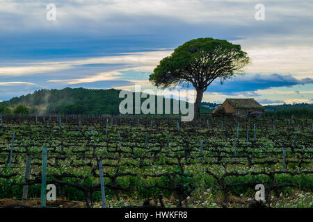 Bereich der Traube Reben Vorfrühling in Spanien, einsame Baum mit Hauswein, Traube Altstadt. Weinberg im Sonnenuntergang Stockfoto