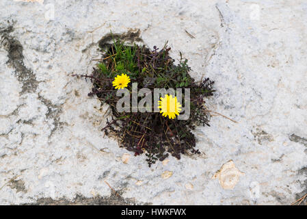 Zwei gelbe Blüten wachsen aus den Felsen, wilde Natur, Augen in den Felsen, Blick von oben Stockfoto