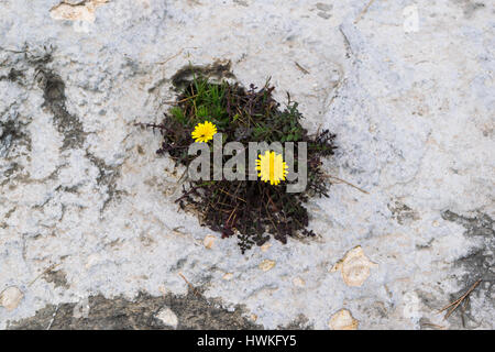 Zwei gelbe Blüten wachsen aus den Felsen, wilde Natur, Augen in den Felsen, Blick von oben Stockfoto