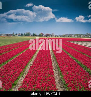 Rote Tulpen Feld in Niederlande mit tief blau und bewölktem Himmel Stockfoto