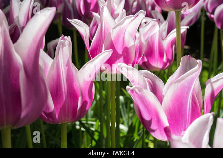 Lilie blühenden Tulpen (Sorte 'Ballade') Stockfoto