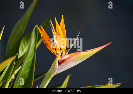 Paradiesvogel Blume der Gattung Heliconia. Leuchtend orange Blüten Stockfoto