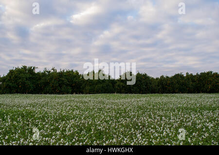 Bereich der weißen Blüten mit Orangen-Plantagen im Hintergrund, bewölkter Himmel Stockfoto