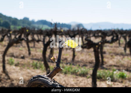 Zeitigen Frühjahr grün schießen, neues Wachstum auf Reifen Weinreben, Trauben Reben sprießen Stockfoto