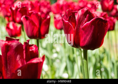 Triumph Tulpe (Sorte "Ile de France") Stockfoto