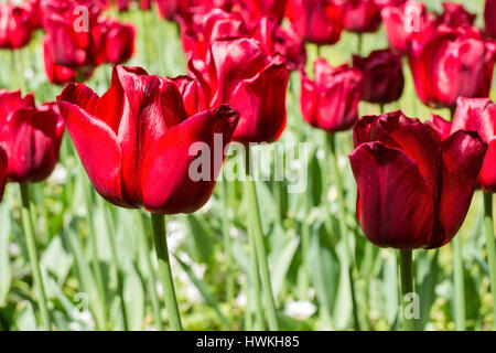 Triumph Tulpe (Sorte "Ile de France") Stockfoto