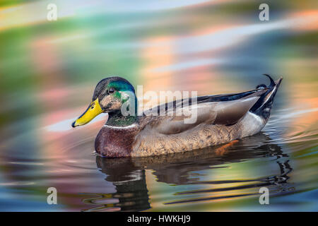 Mallard Ente Schwimmen im Wasser reflektiert Herbstfarben Stockfoto