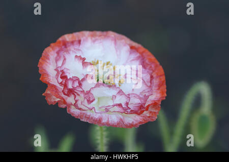 Papaver Rhoeas "Engel-Chor" Stockfoto