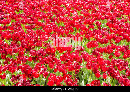 Multiflowering Tulpe (Sorte "Red Georgette") Stockfoto
