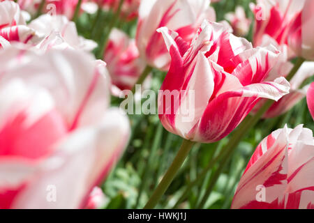 Rembrandt-Tulpen (Sorte 'Sorbet') Stockfoto